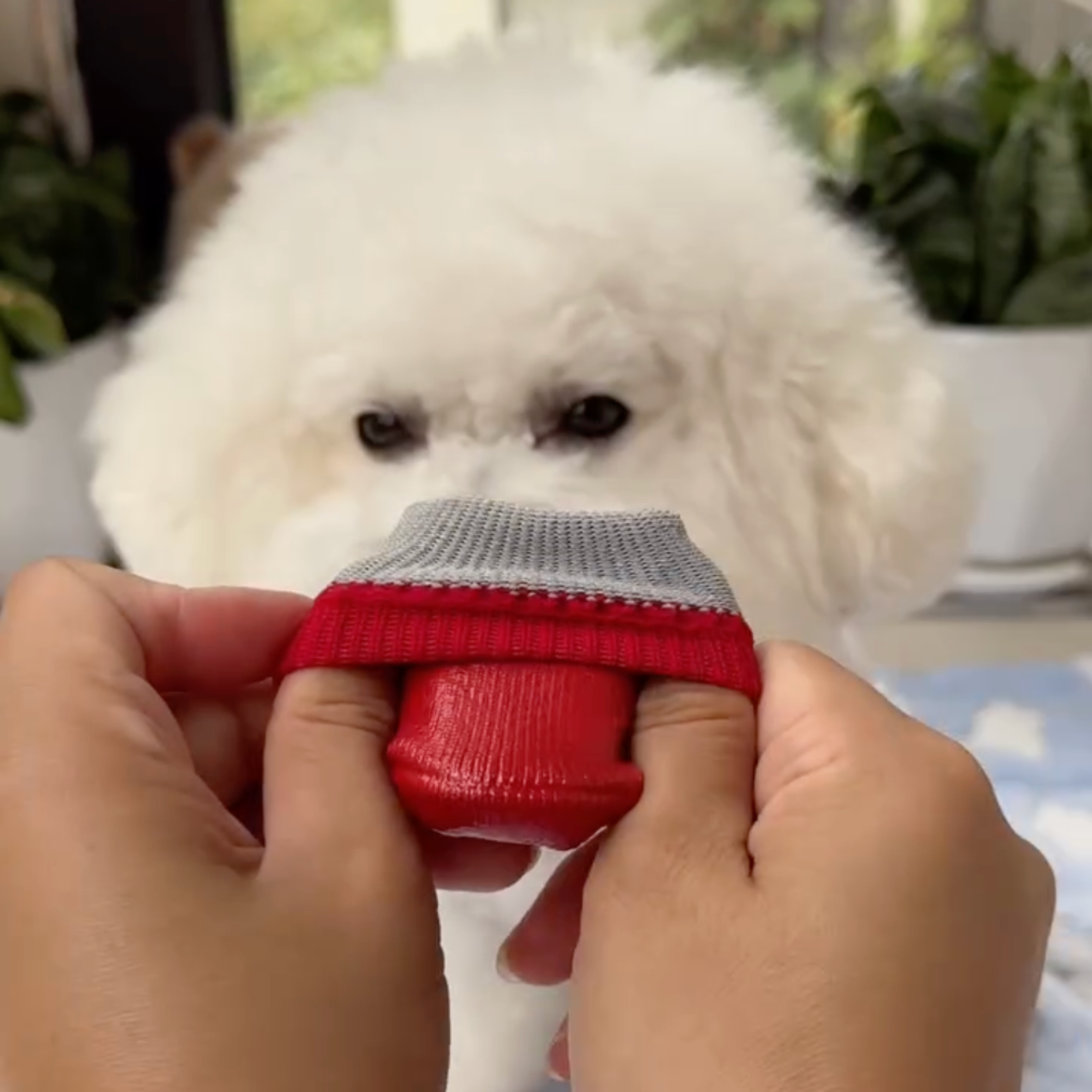 Pawpetico Su Geçirmez Köpek Ayakkabısı – Kaymaz Tabanlı Pati Koruyucu Bot