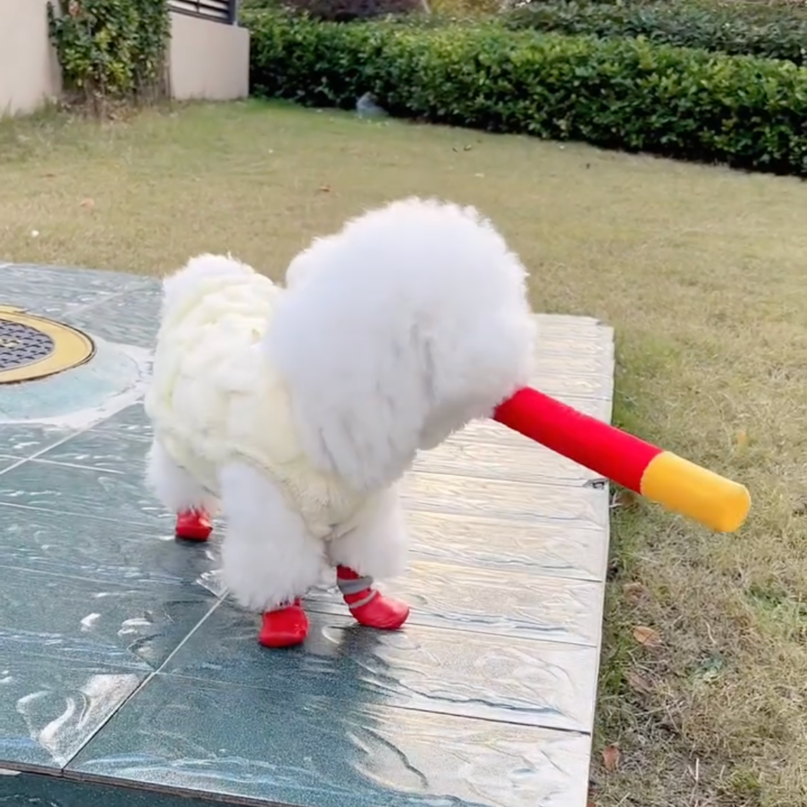 Pawpetico Su Geçirmez Köpek Ayakkabısı – Kaymaz Tabanlı Pati Koruyucu Bot