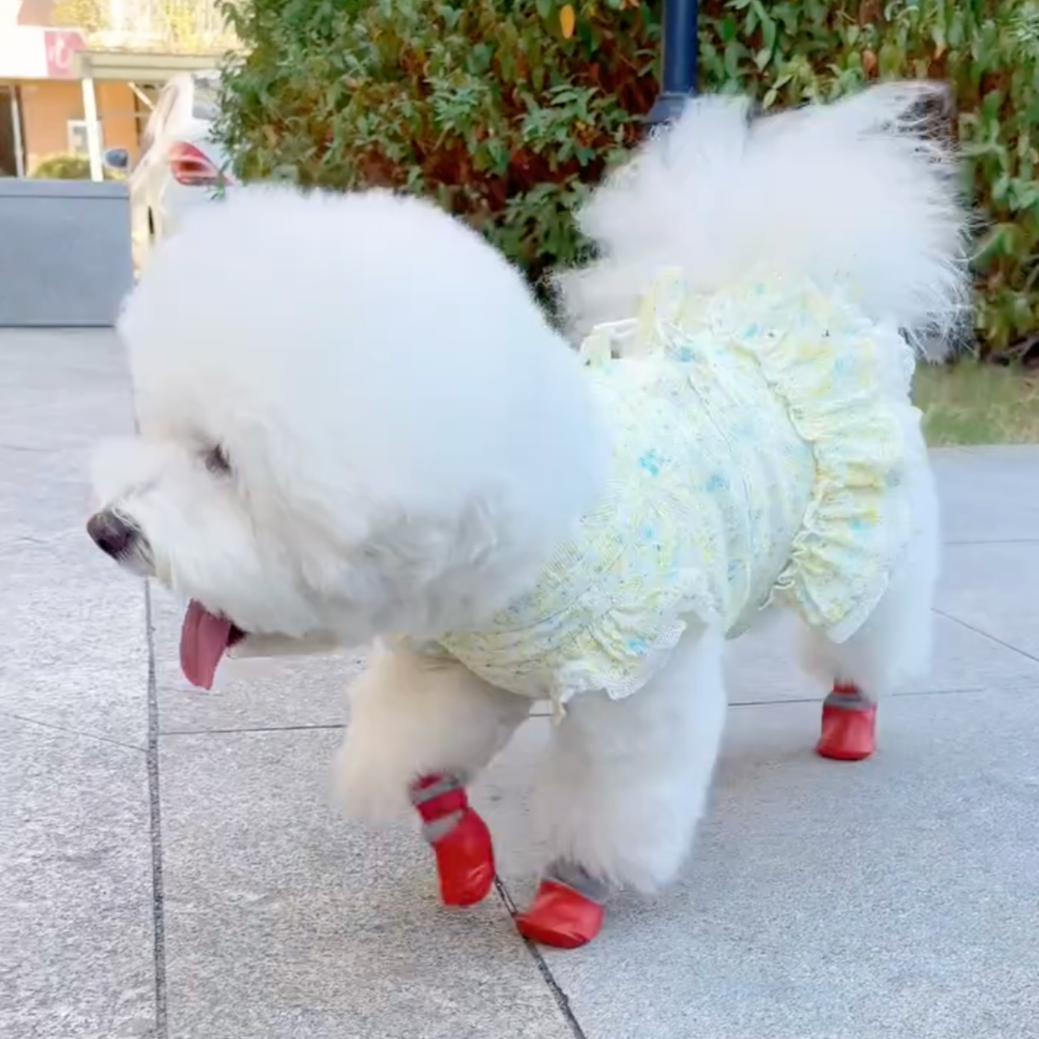 Pawpetico Su Geçirmez Köpek Ayakkabısı – Kaymaz Tabanlı Pati Koruyucu Bot